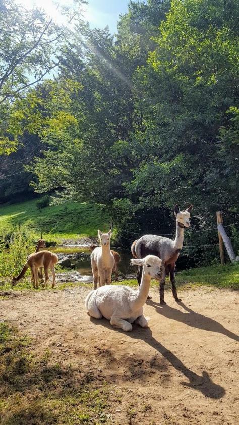 La Ferme Des Andes - Gite L'Atelier Quins Luaran gambar
